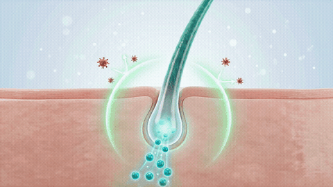 Animation of peptides reaching the follicle root